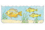 Primary Cutout Illustration Fish